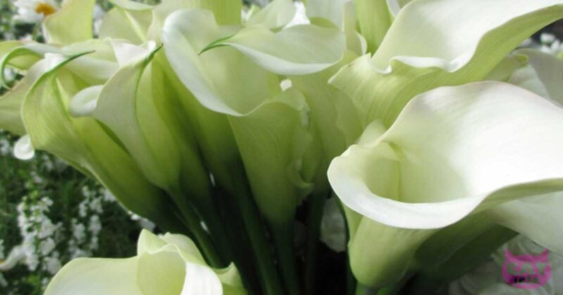 Calla lily