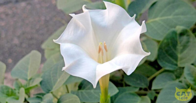 datura