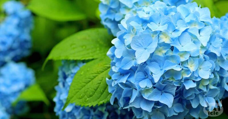 hydrangea