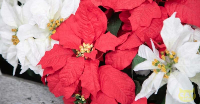 poinsettia