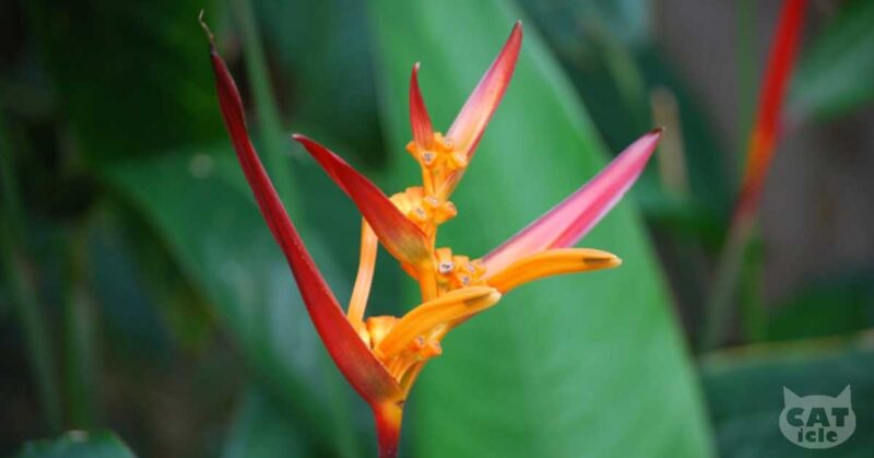 strelitzia