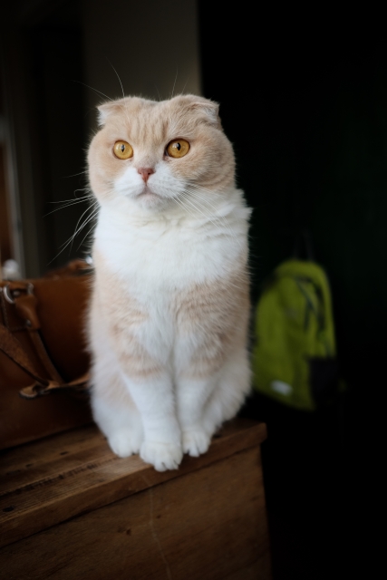 scottishfold02