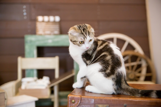 scottishfold03