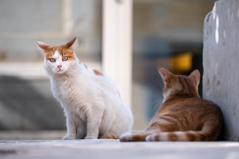 猫の嗅覚について